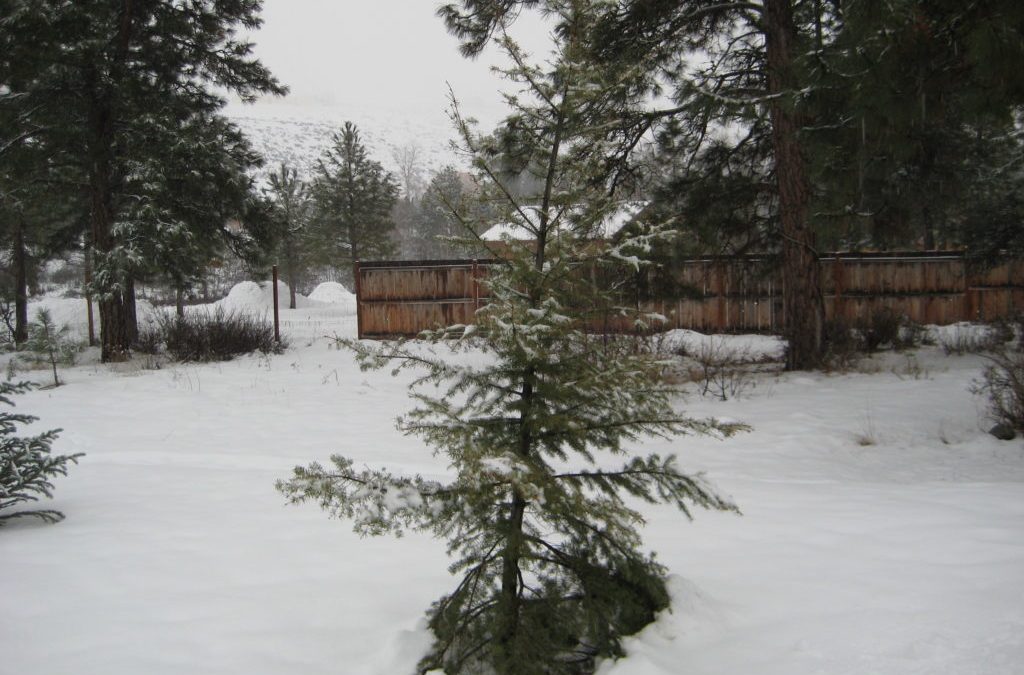 The Most Expensive Christmas Tree Ever!