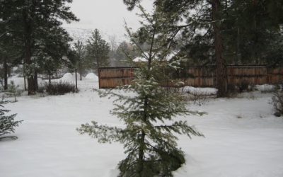 The Most Expensive Christmas Tree Ever!