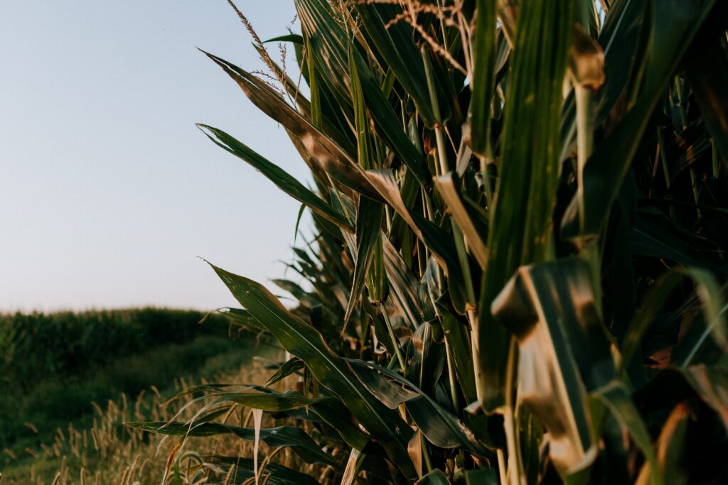 Memories from tall corn fields in Iowa to majestic peaks in Washington state