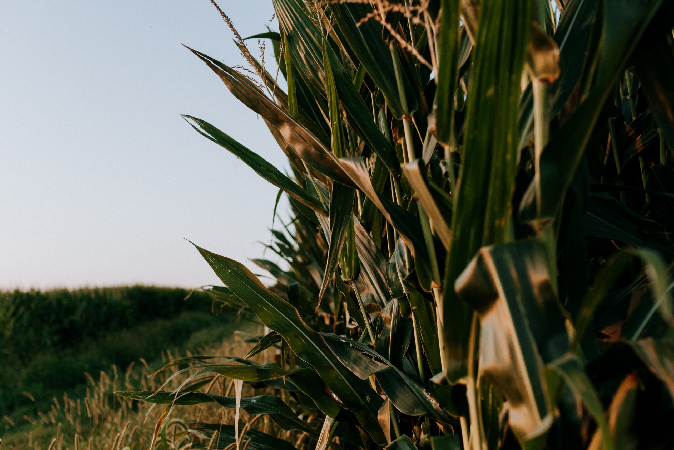 Summer Memories from Iowa’s Tall Corn Fields to Washington’s Peaks